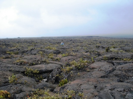 ohelo plants in lava on Hawaii